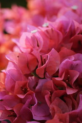 Flower feature, Bougainvillea, spectabilis, rose