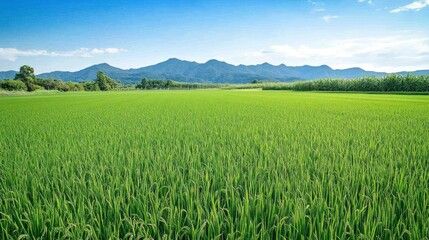 Fototapeta premium Green rice fields are surrounded by hills and cool mountains in the distance. The sky above was bright blue background wallpaper AI generated image