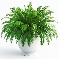 Lush Green Fern Plant in White Pot