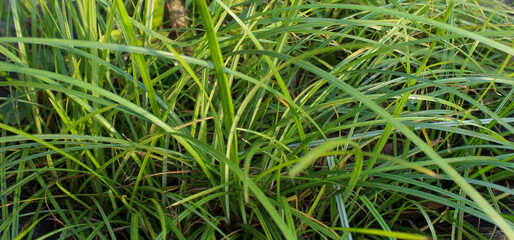 Fresh Green Grass Texture - Natural Outdoor Background