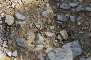  Dos chinches de fuego (Pyrrhocoris apterus) en el suelo, rodeados de agujas de pino y piedras. Destacan por su llamativo color rojo y negro. Ideal para proyectos de naturaleza y macrofotograf&iacute;a.