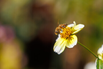 黄色のウインターコスモスに蜂が