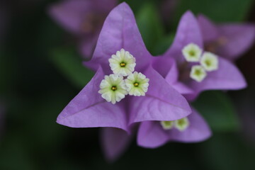 Flower feature, Bougainvillea, spectabilis, rose