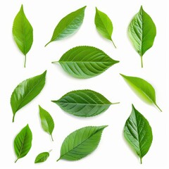 Fototapeta premium Set of beautiful green leaves creating a repetitive pattern on a white background