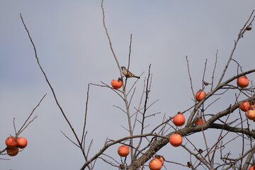 까치밥 먹으려는 참새