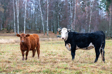 Cow on field near Orebro Sweden November 2024