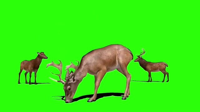 a flock of deer with isolated green screen chroma key background, perfect for digital composition, cinema, 3d mapping