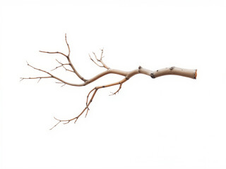 Fototapeta premium Bare branch extending on white background symbolizing nature's resilience