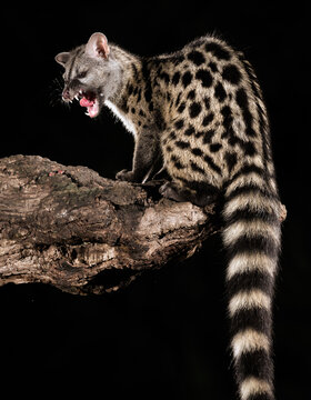 Genet perched on a tree showing its teeth