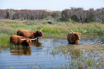 Highland cattle at a small lake in a dune landscape