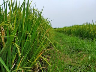 Fototapeta premium rice field