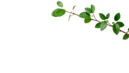 Obraz premium Green living plant branch with vibrant leaves isolated on a white background, with ample blank space in the middle for text or design, living, branch