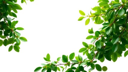Obraz premium Greenery leaves swirling around a central copy space on a nature background in an AI generative design, movement, leaves