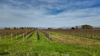 Expansive vineyard landscape under a clear blue sky, symbolizing agricultural abundance and...