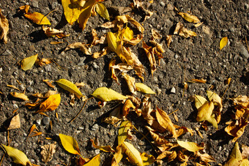 Yellow fall leaves on the road. Fallen leaves, an autumn sunny day.