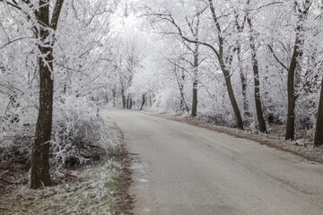 Obraz premium Frozen frosty ice coating winter mood