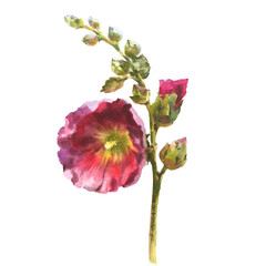 Watercolor drawing mallow flower, Malva sylvestris, hand drawn floral illustration isolated on a white background