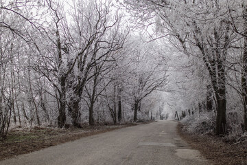 Frozen frosty ice coating winter mood