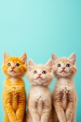 Three Adorable Kittens with Hopeful Expressions, Awaiting Adoption on Blue Background