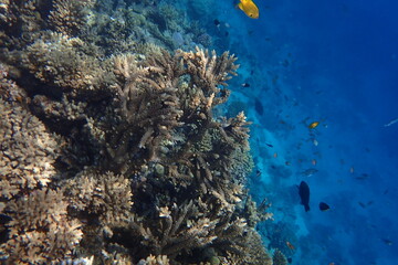 marine life in the Red Sea Egypt, hurghada