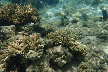 Obraz premium natural coral in the Red Sea Egypt