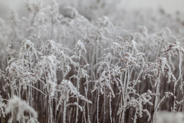 Frozen frosty ice coating winter mood