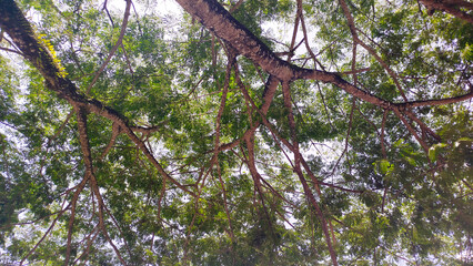 Amazing photo of sunlight shining throw thick tree Monkey pod tree (Trembesi) foliage with a clear blue sky in the background
