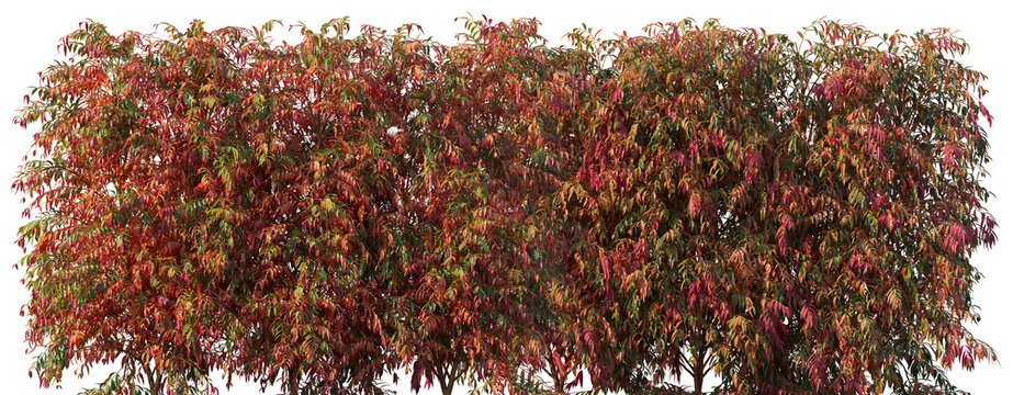 Syzygium Cascade (Cascading Lilly Pilly) large long shrub with weeping foliage frontal big bush isolated png on a transparent background premium cutout 