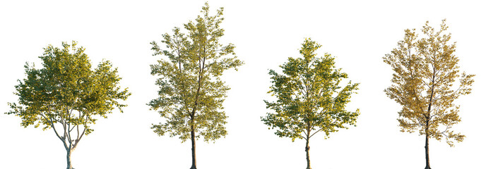 Populus × canadensis and Platanus x acerifolia frontal set trees isolated png in sunset on a transparent background premium cutout (London Planetree, Canadian poplar)