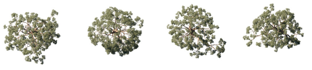Top view Eucalyptus amygdalina (black peppermint) flowering tree Masterplan set trees isolated png in sunny daylight on a transparent background premium cutout © Roman