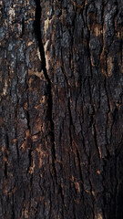 Acacia bark texture close up