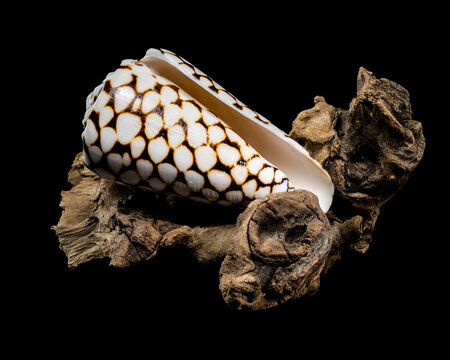 Conus Marmoreus Shell on Driftwood