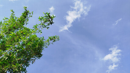 Bamboo leaves and blue sky
