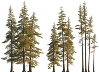 Abies concolor clumps forest (the white, concolor, or Colorado fir) Pine-tree big tall tree isolated png on a transparent background premium cutout sunset lighting Pine