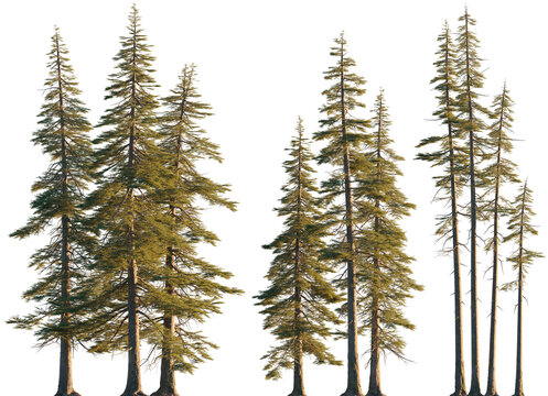 Abies concolor clumps forest (the white, concolor, or Colorado fir) Pine-tree big tall tree isolated png on a transparent background premium cutout sunset lighting Pine