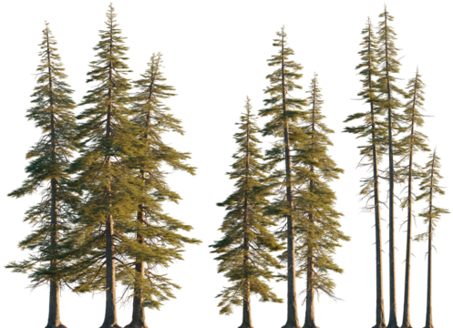 Abies concolor clumps forest (the white, concolor, or Colorado fir) Pine-tree big tall tree isolated png on a transparent background premium cutout sunset lighting Pine