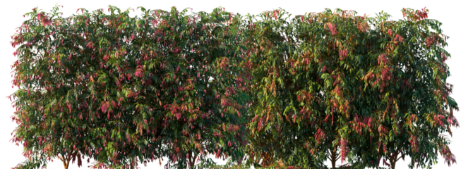 Syzygium Cascade (Cascading Lilly Pilly) large long shrub with weeping foliage frontal big bush isolated png on a transparent background perfectly cutout 