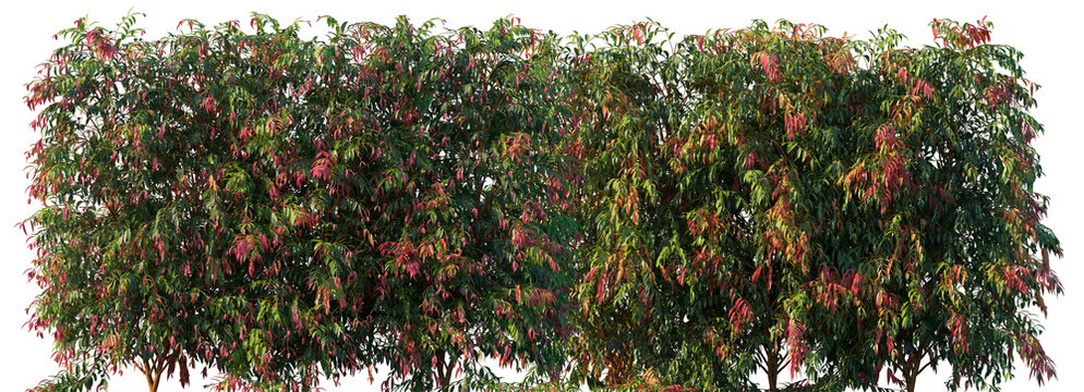 Syzygium Cascade (Cascading Lilly Pilly) large long shrub with weeping foliage frontal big bush isolated png on a transparent background perfectly cutout 