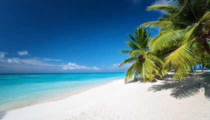 Obraz premium beach with coconut trees