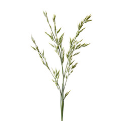 Reed Grass, Generative AI	