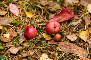 Red apples and hazelnuts nestled among autumn leaves on a forest floor during a serene fall day