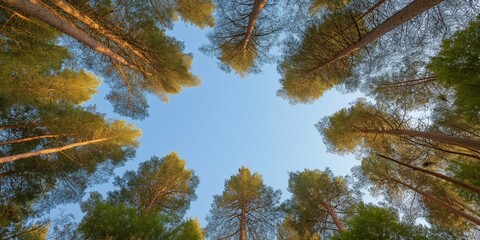 A forest with a blue sky above it. The trees are tall and spread out, creating a canopy that covers the sky. Concept of peace and tranquility, as the viewer is surrounded by nature