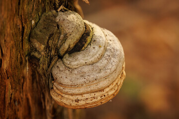 Unique fungi growing on the side of an old tree trunk in a peaceful forest during autumn