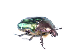 Rose chafer (cetonia aurata) isolated on white background