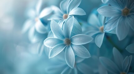 Fototapeta premium Close-up of delicate light blue flowers.