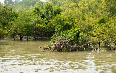 Obraz premium Beautiful Mangrove Trees in Sundarban Tiger Reserve