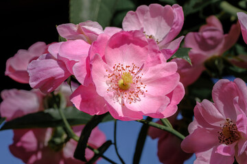 Obraz premium Close-up photo of a deep pink rose in winter.