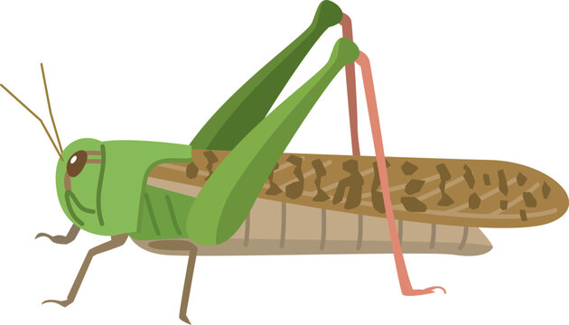 トノサマバッタのイメージイラスト