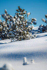 Discovering the Renon plateau in winter. Breathtaking views of the Dolomites.