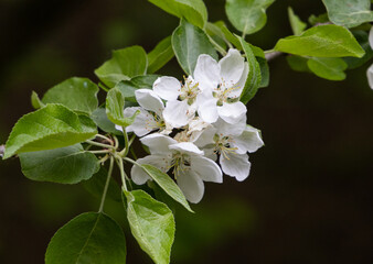 Delicate white blossoms bloom amidst vibrant green leaves in a tranquil spring garden